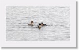 Tukkakoskelot_red-breasted mergansers * 1700 x 946 * (1.28MB)
